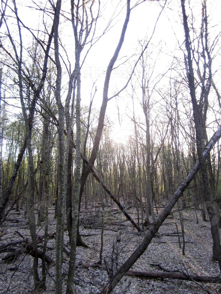 belle photo montre un vieil arbre cassé