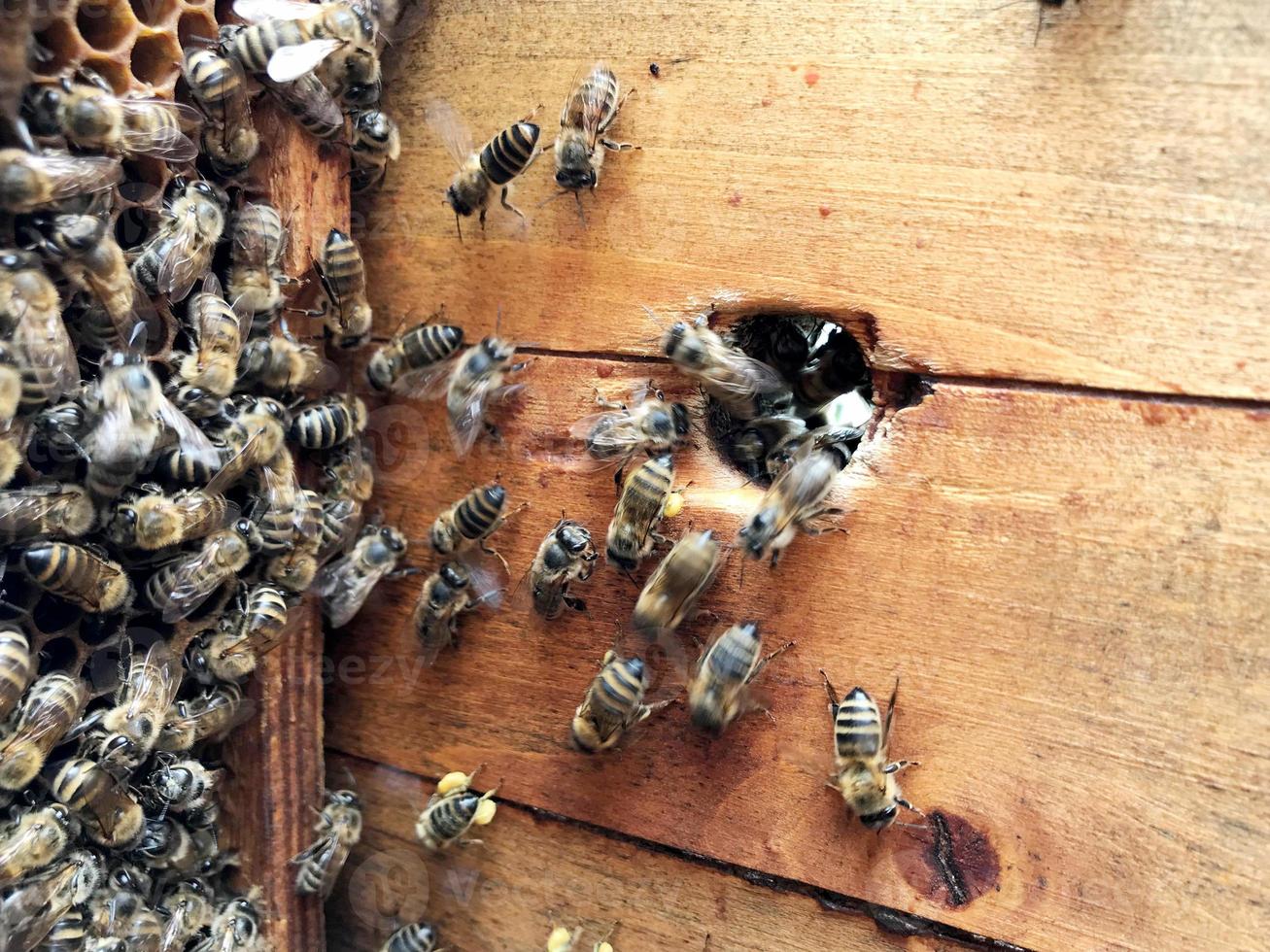 l'abeille ailée vole lentement vers le nid d'abeilles pour recueillir le nectar pour le miel sur le rucher privé photo