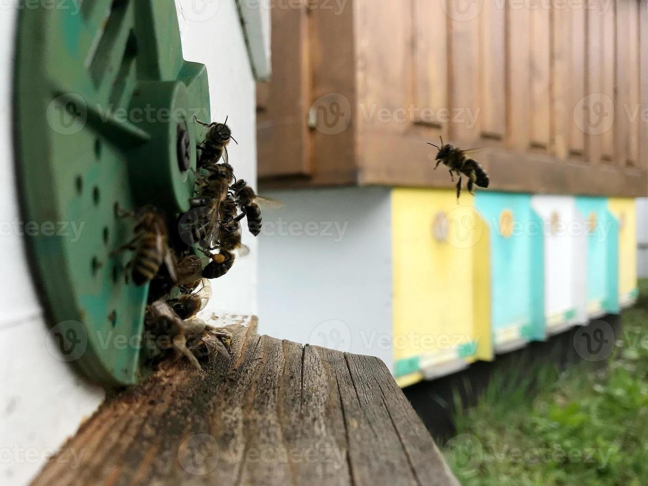 l'abeille ailée vole lentement vers la ruche pour recueillir le nectar pour le miel photo