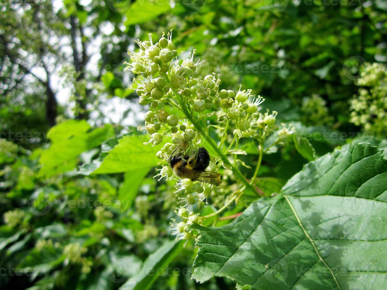 l'abeille ailée vole lentement vers la plante, recueille le nectar pour le miel photo