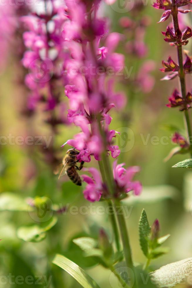 l'abeille ailée vole lentement vers la plante, recueille le nectar pour le miel sur le rucher privé de la fleur photo