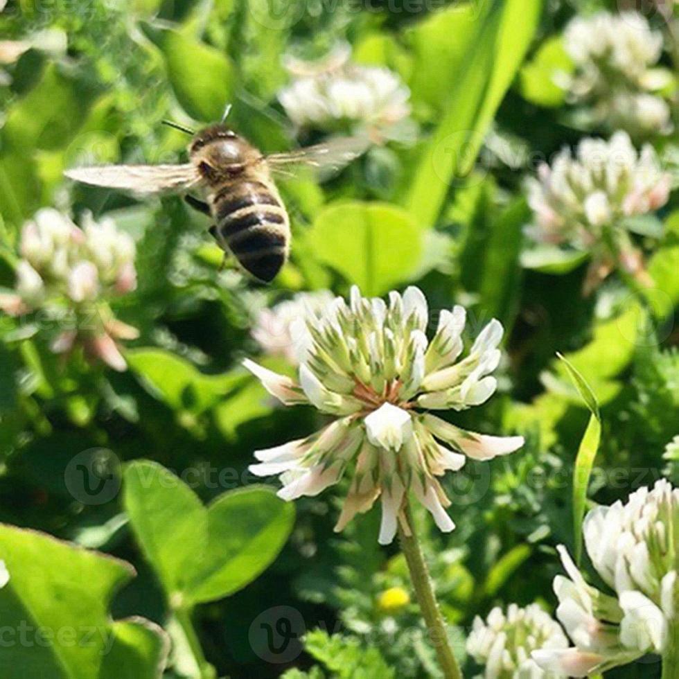 l'abeille ailée vole lentement vers la plante, recueille le nectar pour le miel sur le rucher privé de la fleur photo