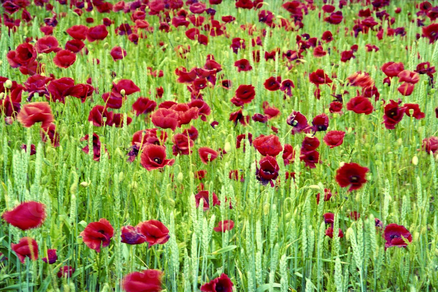 fleur de pavot en fleurs avec des feuilles vertes, nature naturelle vivante photo