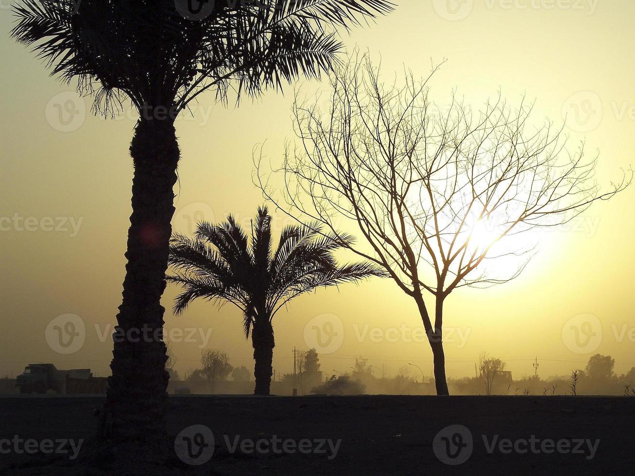 bel arbre vivant avec beaucoup de feuilles sur les branches dépassent d'une plante en bois photo