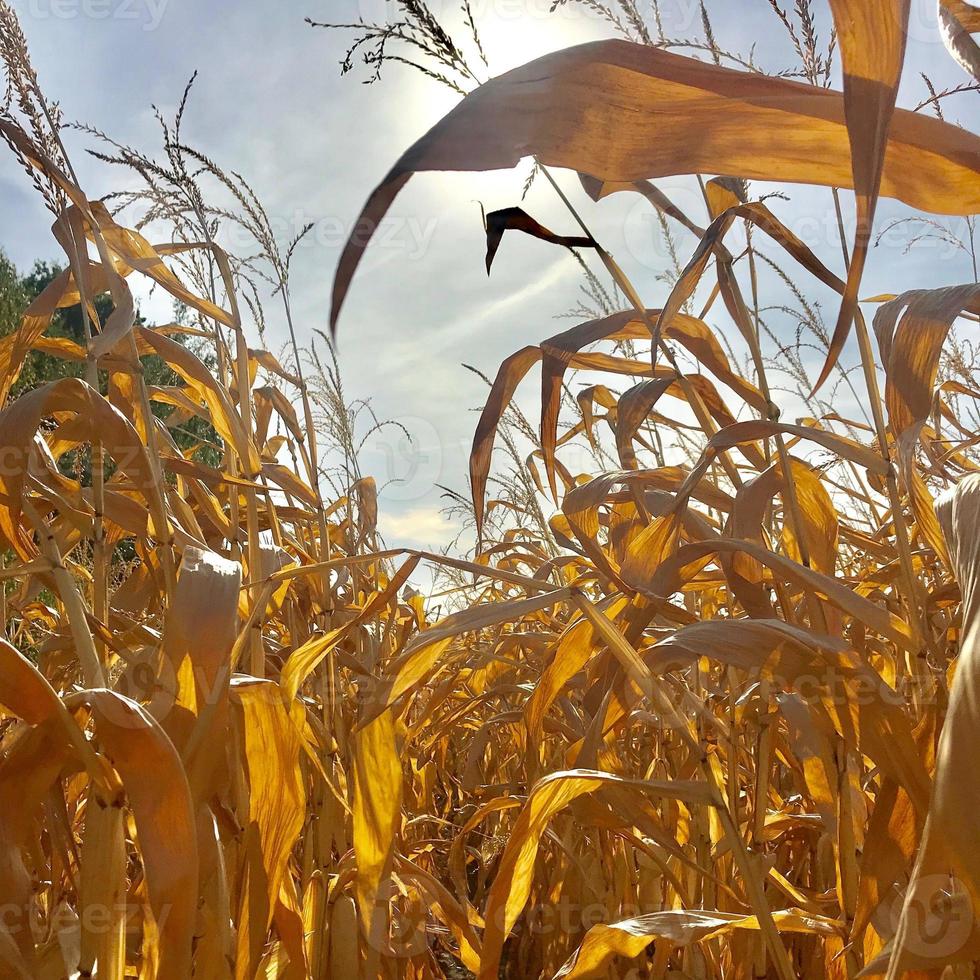 champ de récolte de blé dans un sol brun sur la nature ouverte de la campagne photo