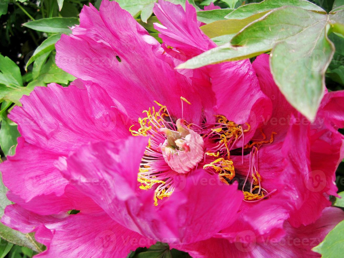 fleur de beauté sauvage avec floraison de nectar photo