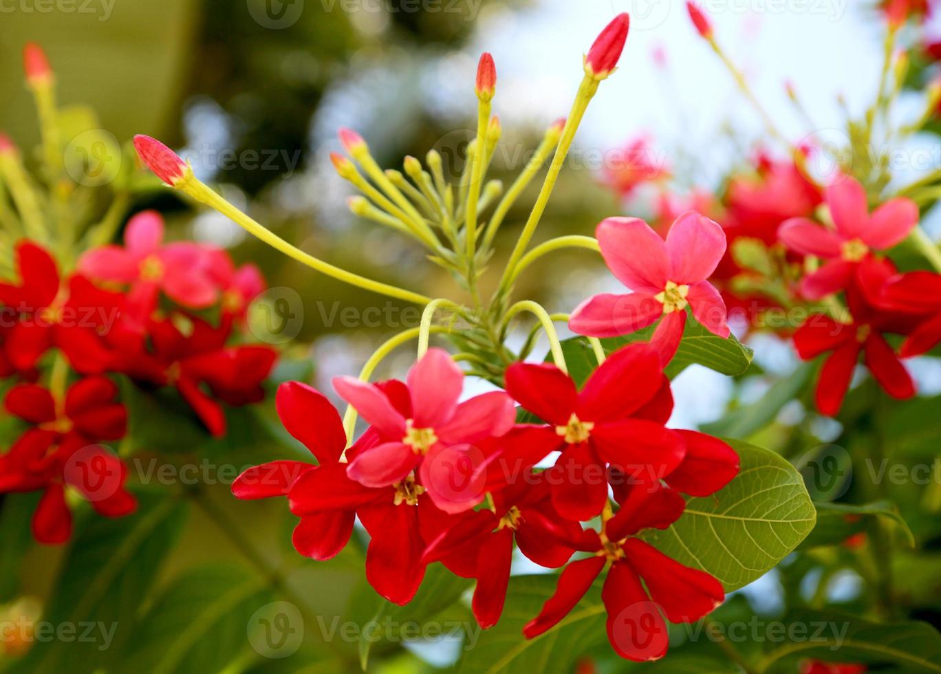 fleur épanouie avec des feuilles, nature naturelle vivante, flore de bouquet aromatique photo