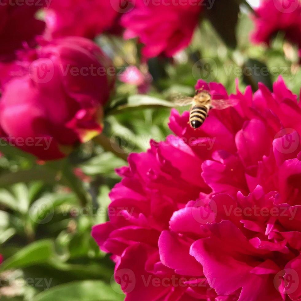 l'abeille ailée vole lentement vers la plante, recueille le nectar pour le miel sur le rucher privé de la fleur photo