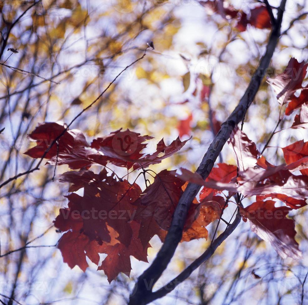 bel arbre vivant avec beaucoup de feuilles sur les branches dépassent d'une plante en bois photo