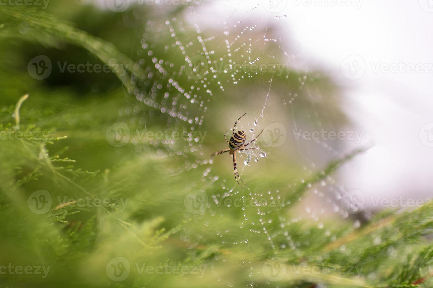 photographie à thème grosse araignée tabby sur la toile de rosée photo