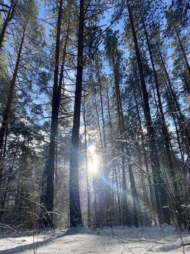 photographie sur le thème forêt de neige d'hiver, beau coucher de soleil lumineux photo