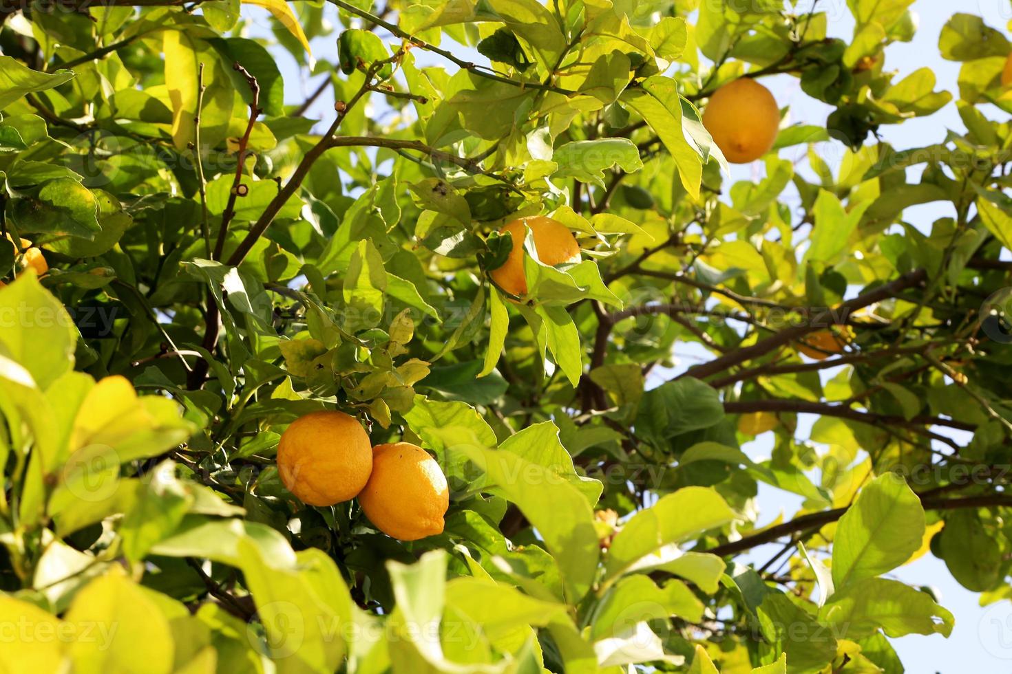 bouquets de citrons mûrs jaunes frais sur le citronnier photo