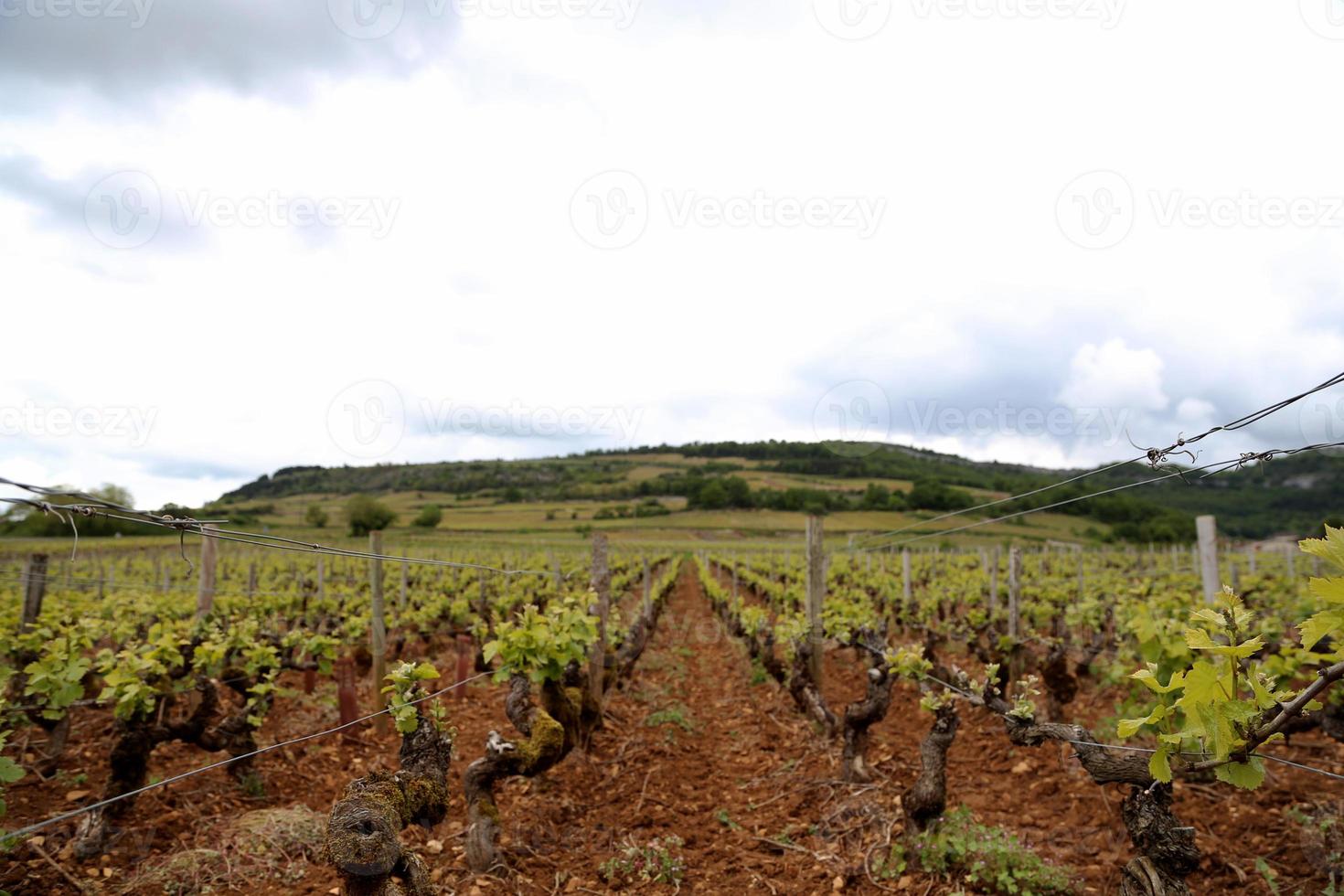 Vignobles de raisin non mûr au coucher du soleil lors de la récolte d'automne photo