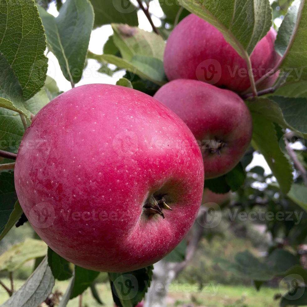 fruit sucré pomme poussant sur un arbre avec des feuilles vertes photo