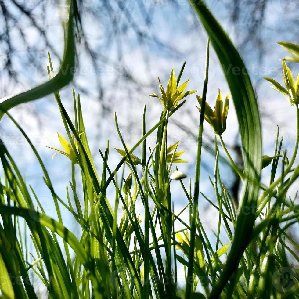 feuilles vertes en fleurs fleur d'herbe, nature naturelle vivante photo