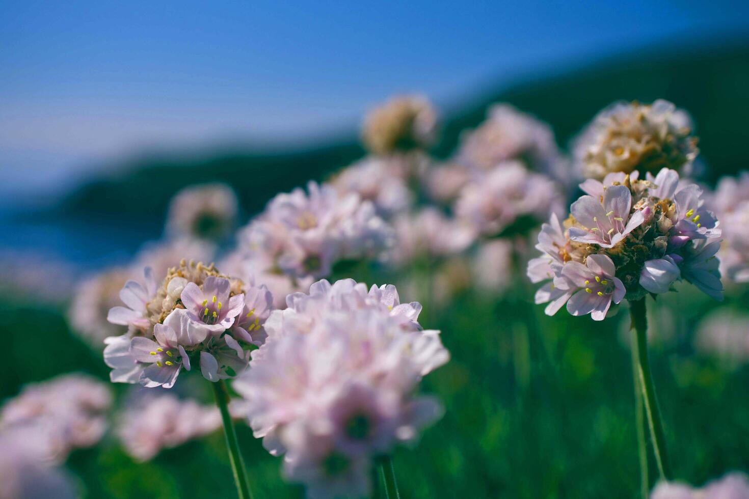 Les mains des jardiniers de fleurs et de plantes du Japon rose plantant des fleurs et des plantes sont sur l'herbe près d'un bois non peint photo