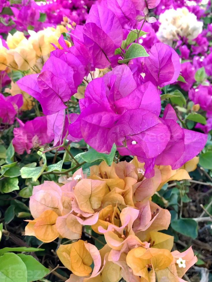 belle fleur en fleurs avec des feuilles vertes, nature naturelle vivante photo