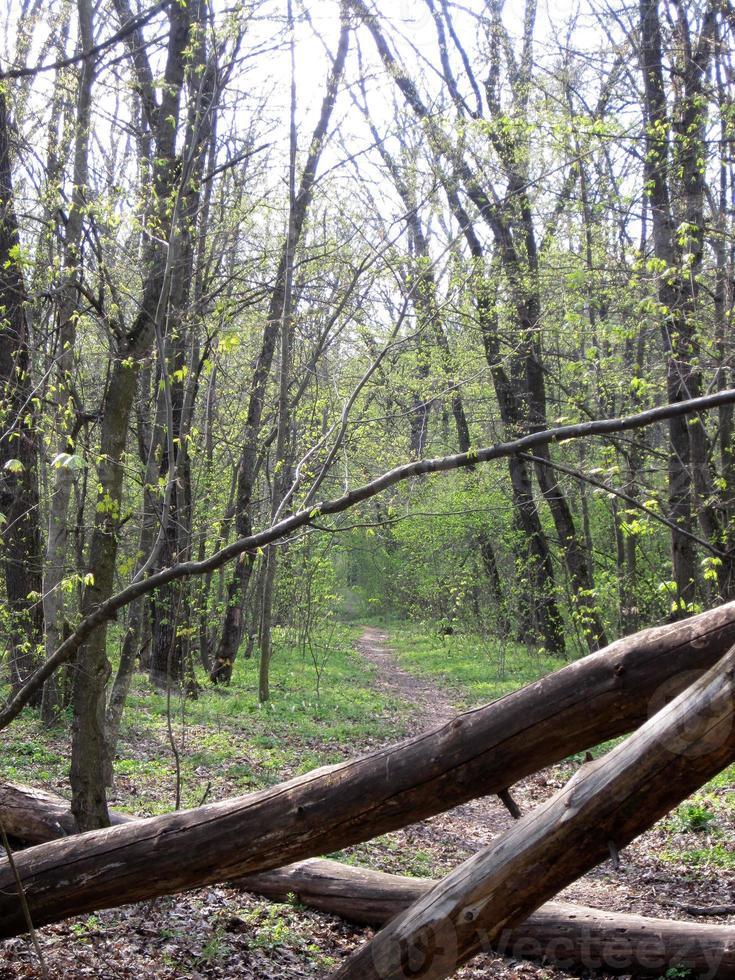 belle photo montre un vieil arbre cassé