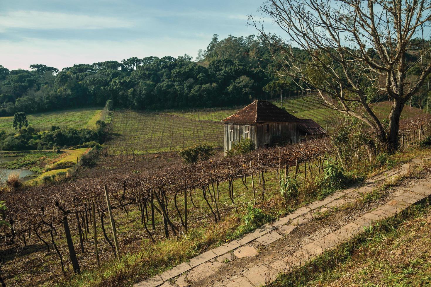 paysage rural avec ancienne ferme au milieu des vignes entourée de collines boisées près de bento goncalves. une ville de campagne sympathique dans le sud du brésil célèbre pour sa production de vin. photo
