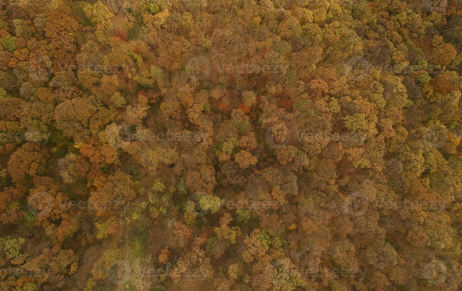 vue aérienne à la forêt d'automne photo