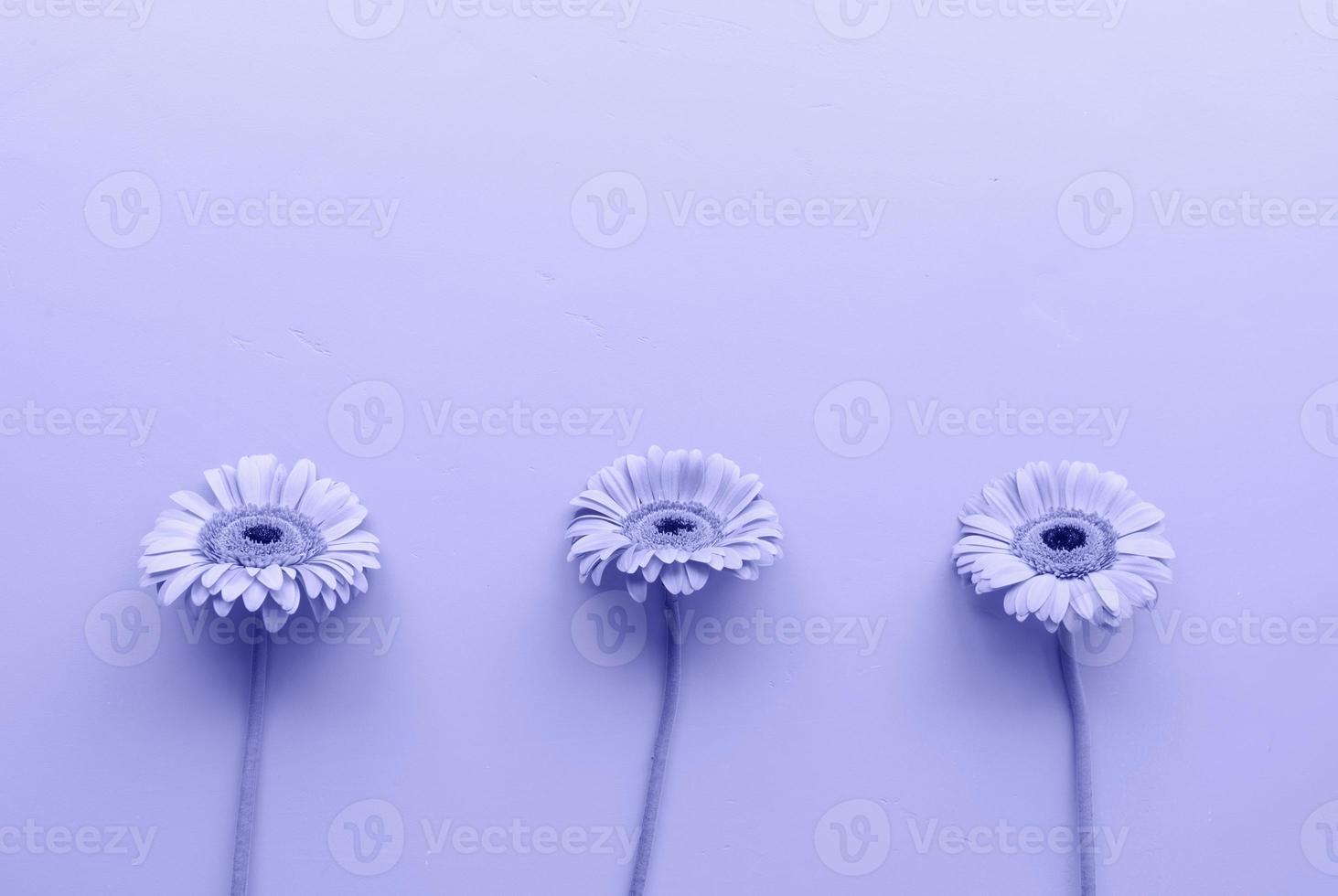 trois marguerites gerbera dans un ton brut avec une couleur très péri photo