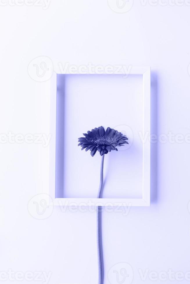 fleur de gerbera rouge dans un cadre blanc aux tons très colorés photo