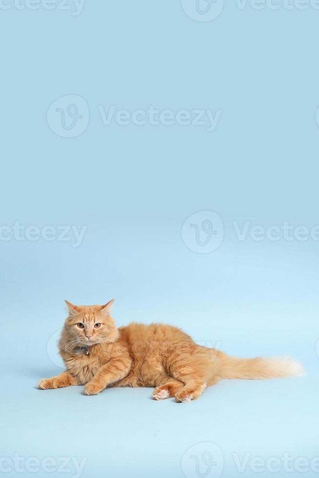 mignon chat roux photo