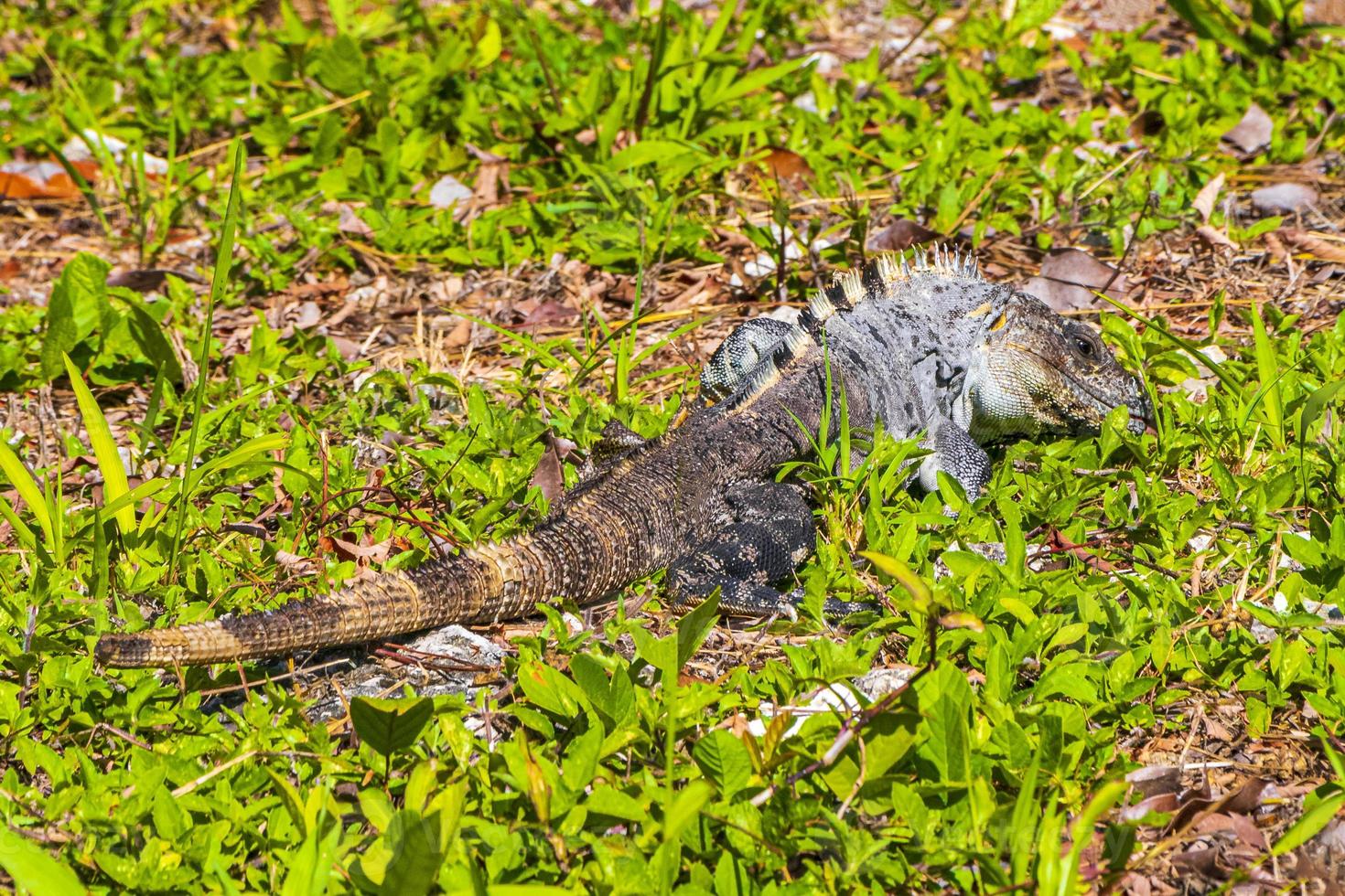 l'iguane mexicain se trouve sur la forêt naturelle d'herbe verte du mexique. photo