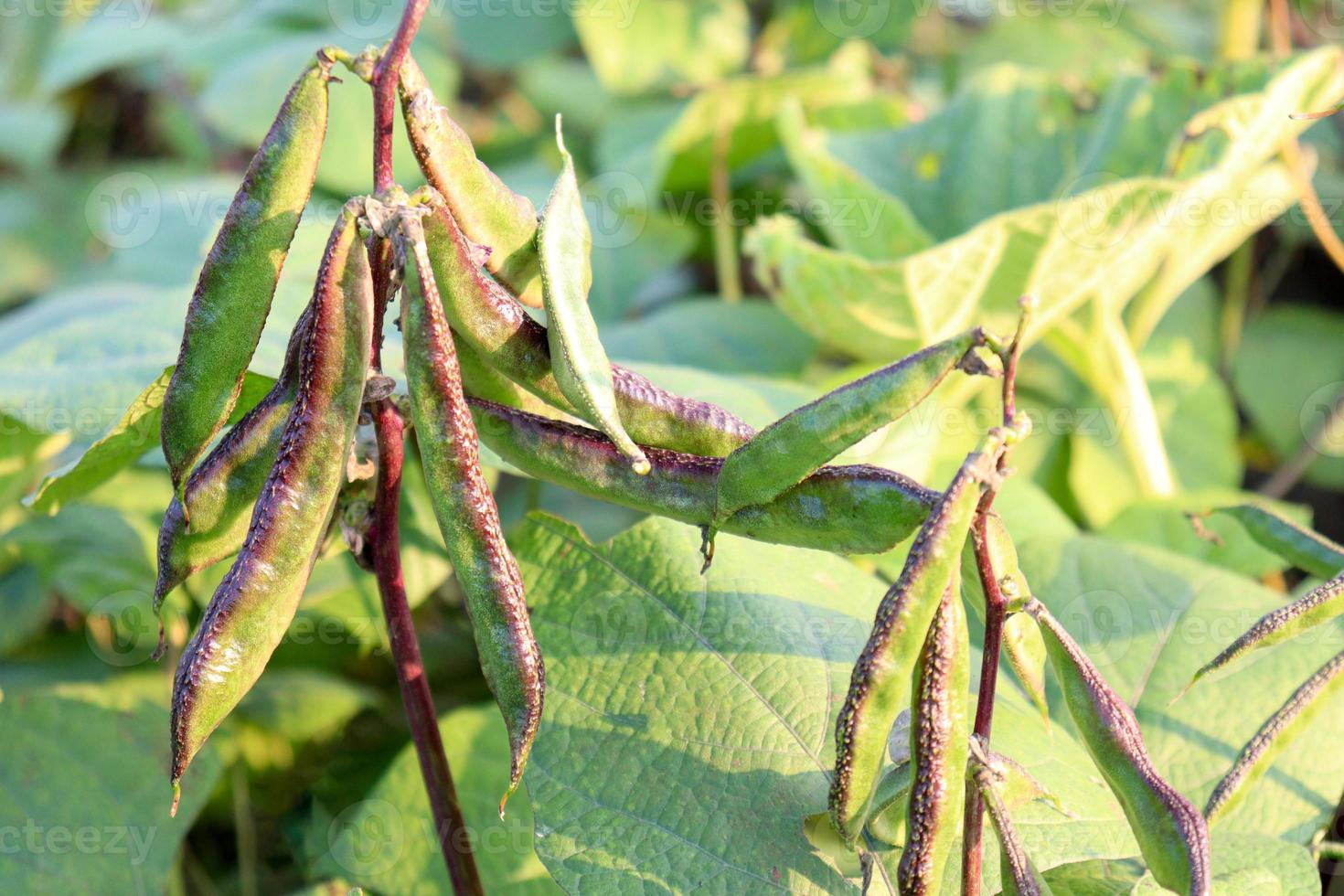 Stock d'edamame sur l'arbre dans l'entreprise pour la récolte photo