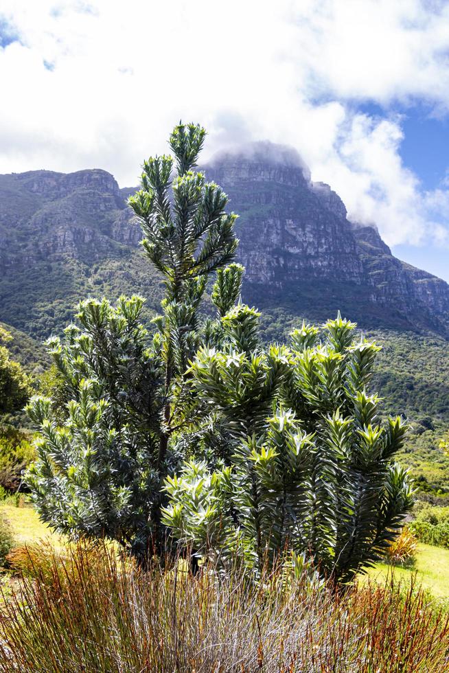 arbre d'argent leucadendron argenteum dans le jardin botanique national de kirstenbosch. photo