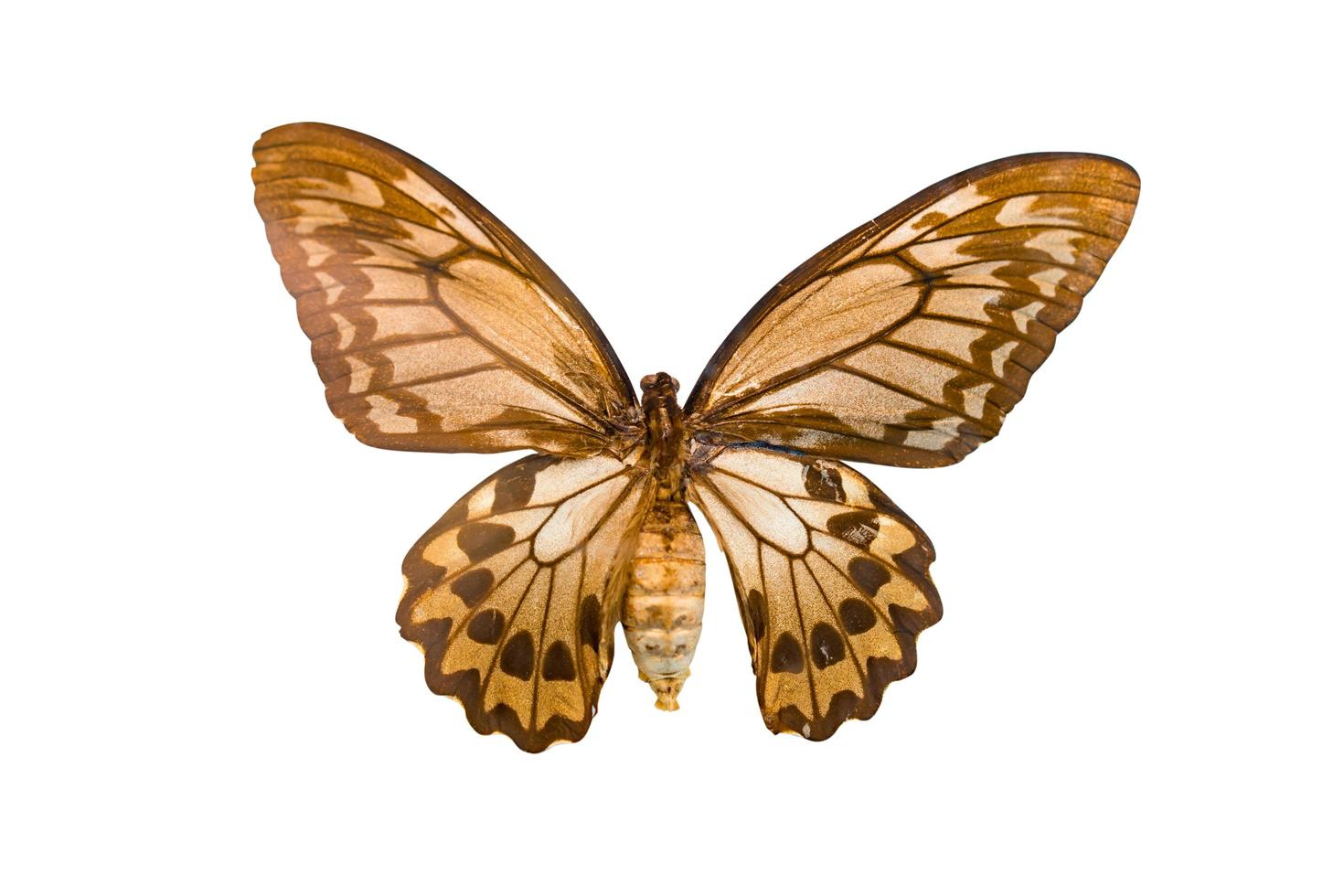 Papillon géant ornithoptère priamus isolé sur fond blanc photo