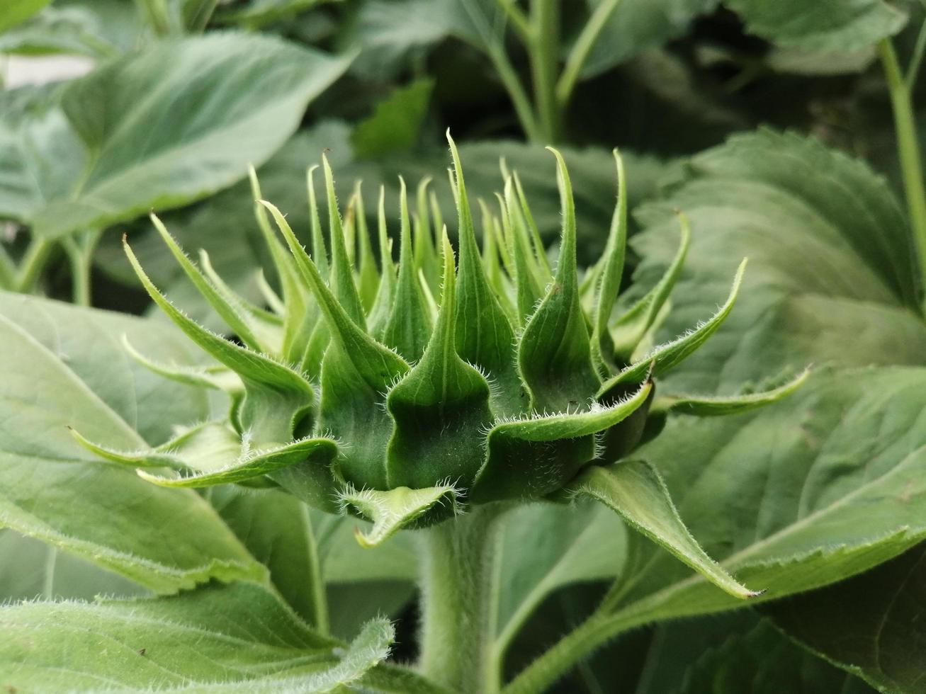 tournesol commence à fleurir feuilles vertes nature clipart feuilles vertes photo