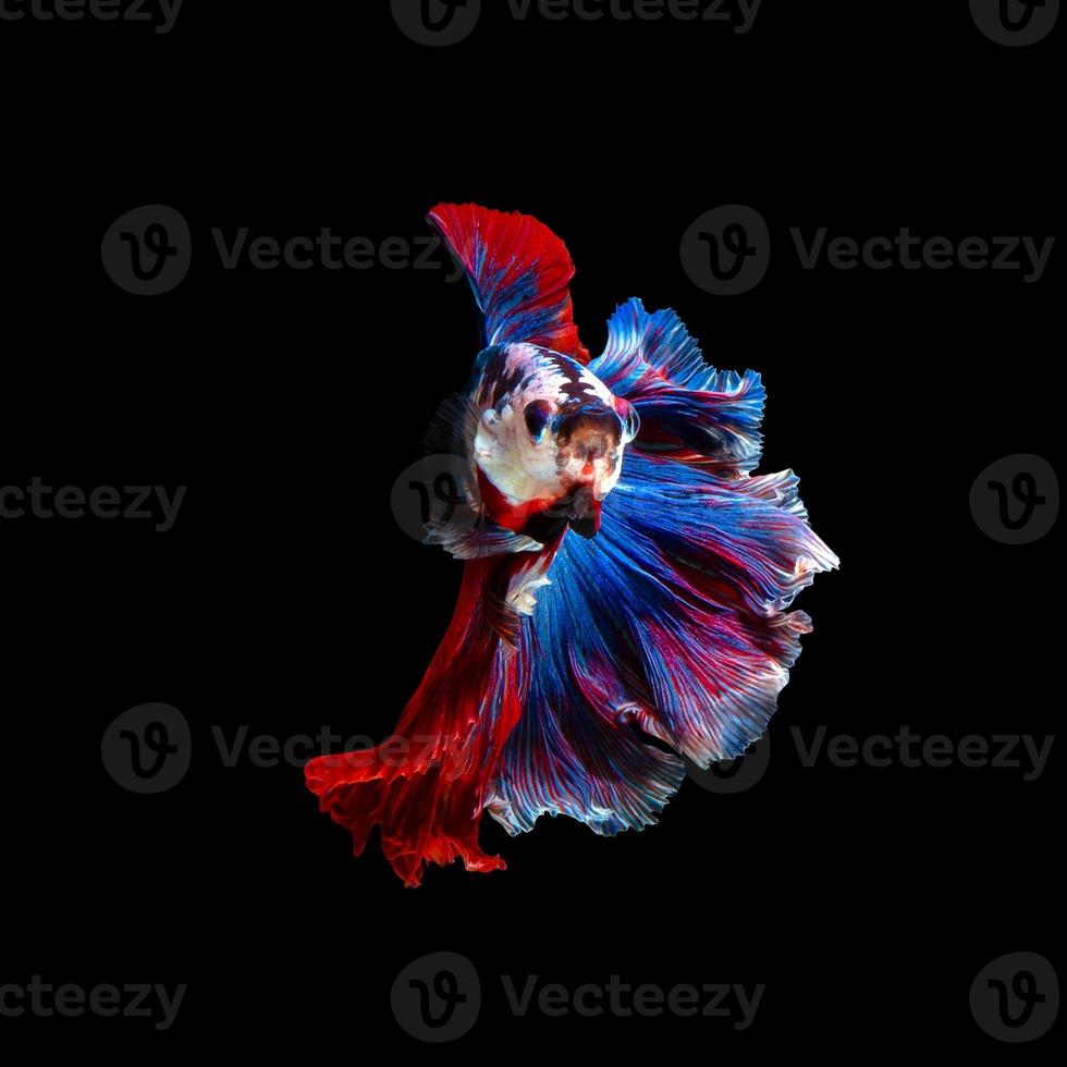 gros plan du mouvement artistique du poisson betta ou du poisson de combat siamois isolé sur fond noir. concept de design d'art. photo