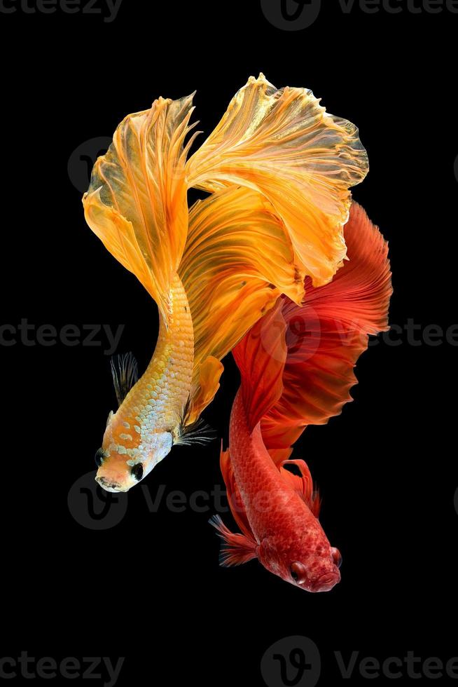 gros plan du mouvement artistique du poisson betta, poisson combattant siamois isolé sur fond noir. concept de design d'art. photo