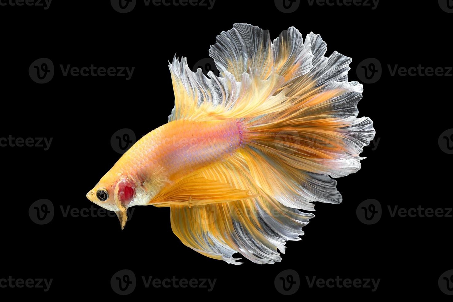 gros plan du mouvement artistique du poisson betta, poisson combattant siamois isolé sur fond noir. concept de design d'art. photo