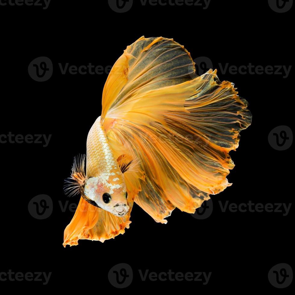 gros plan du mouvement artistique du poisson betta, poisson combattant siamois isolé sur fond noir. concept de design d'art. photo