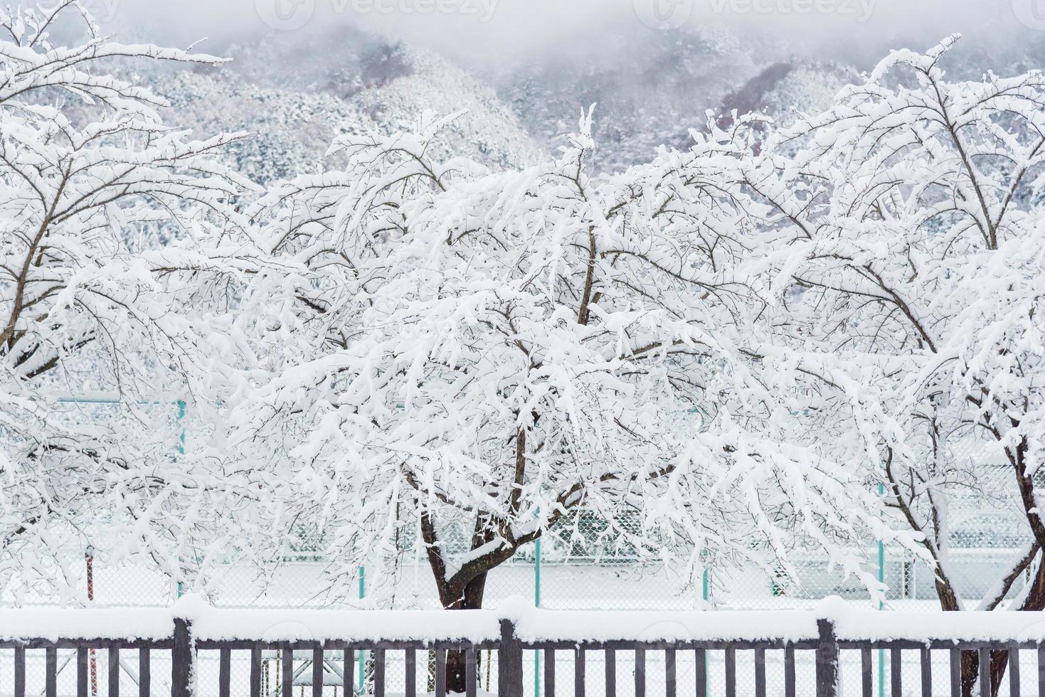 chute de neige blanche fraîche au parc public en hiver à kawaguchiko, japon photo