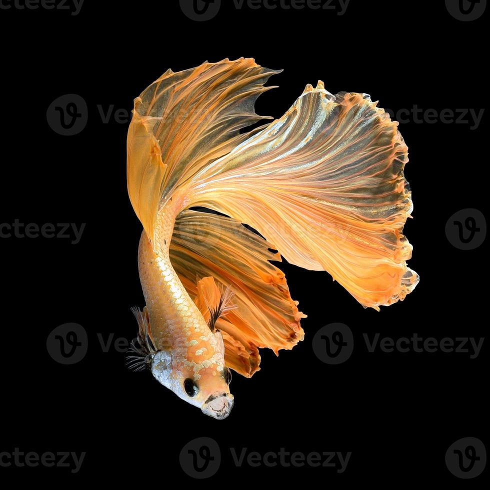 gros plan du mouvement artistique du poisson betta, poisson combattant siamois isolé sur fond noir. concept de design d'art. photo