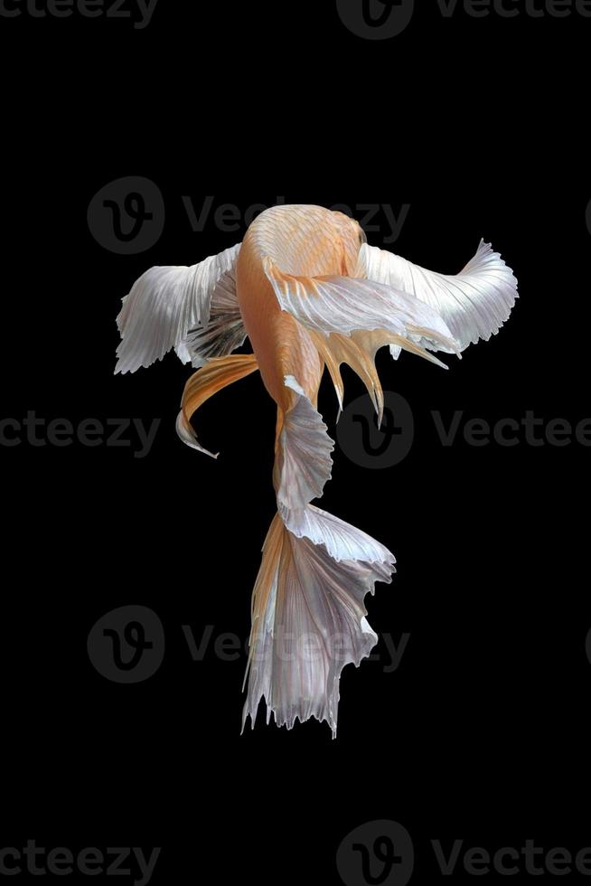 mouvement d'art abstrait de poisson betta coloré,poisson de combat siamois isolé sur fond noir.concept de design d'art fin. photo