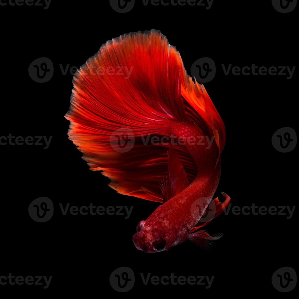 gros plan du mouvement artistique du poisson betta, poisson combattant siamois isolé sur fond noir. concept de design d'art. photo