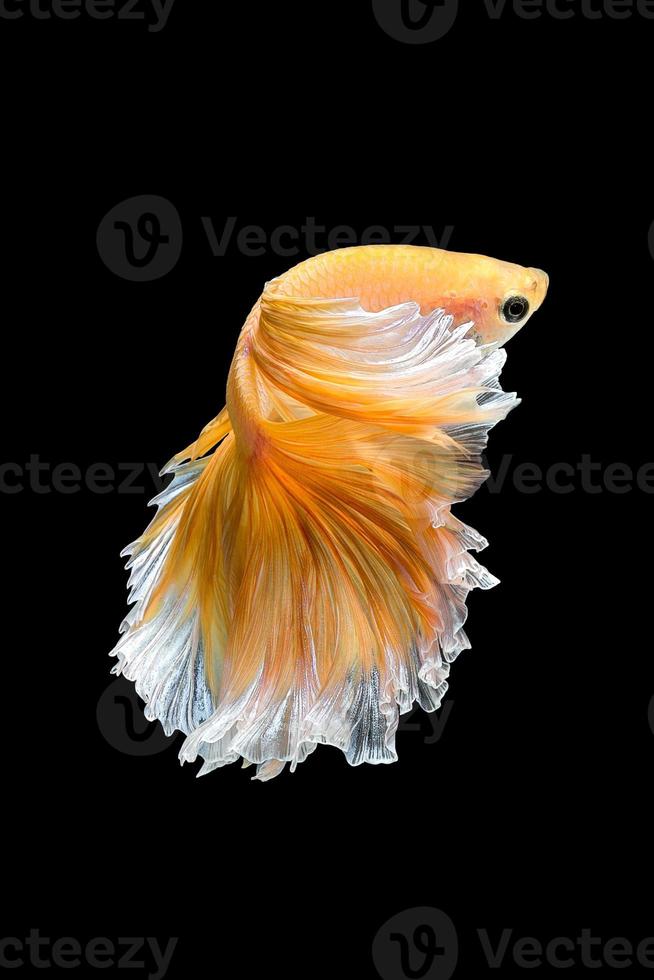 gros plan du mouvement artistique du poisson betta, poisson combattant siamois isolé sur fond noir. concept de design d'art. photo