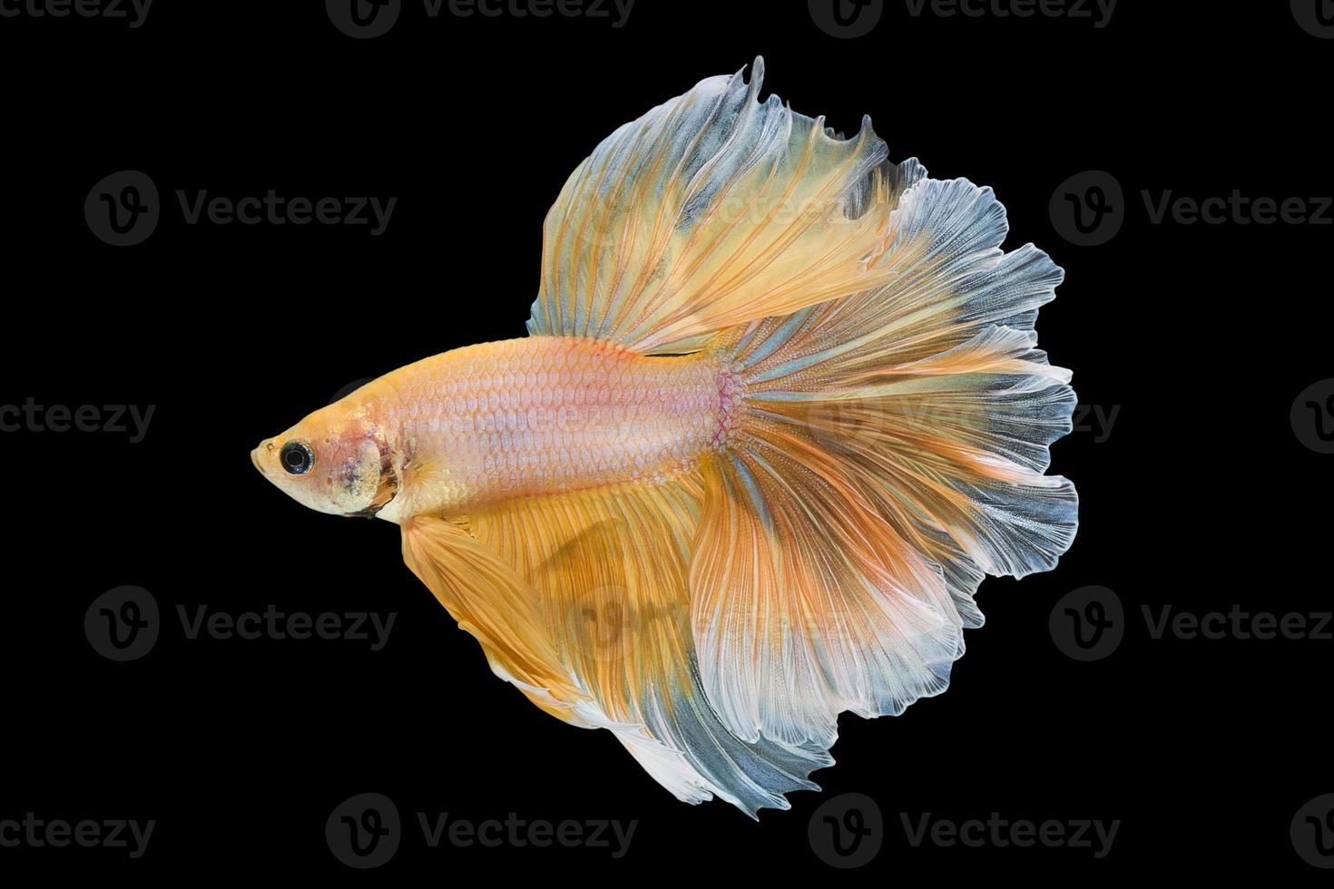 gros plan du mouvement artistique du poisson betta, poisson combattant siamois isolé sur fond noir. concept de design d'art. photo