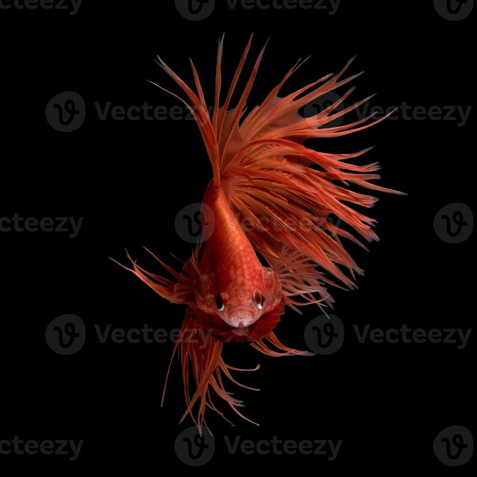 mouvement d'art abstrait de poisson betta coloré,poisson de combat siamois isolé sur fond noir.concept de design d'art fin. photo