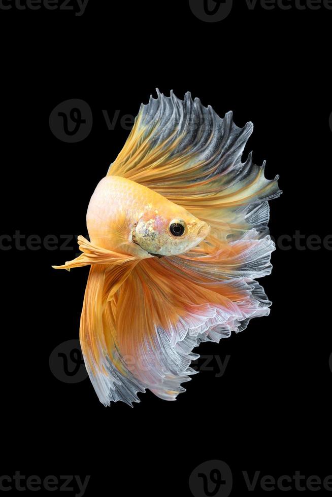 gros plan du mouvement artistique du poisson betta, poisson combattant siamois isolé sur fond noir. concept de design d'art. photo