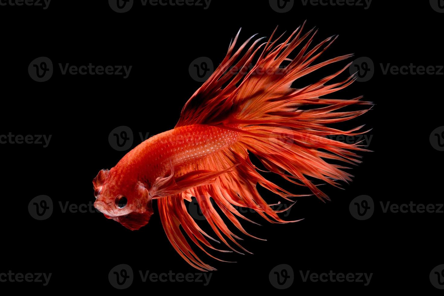 gros plan du mouvement artistique du poisson betta, poisson combattant siamois isolé sur fond noir. concept de design d'art. photo