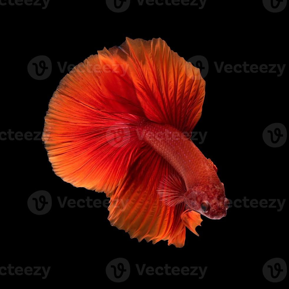 gros plan du mouvement artistique du poisson betta, poisson combattant siamois isolé sur fond noir. concept de design d'art. photo