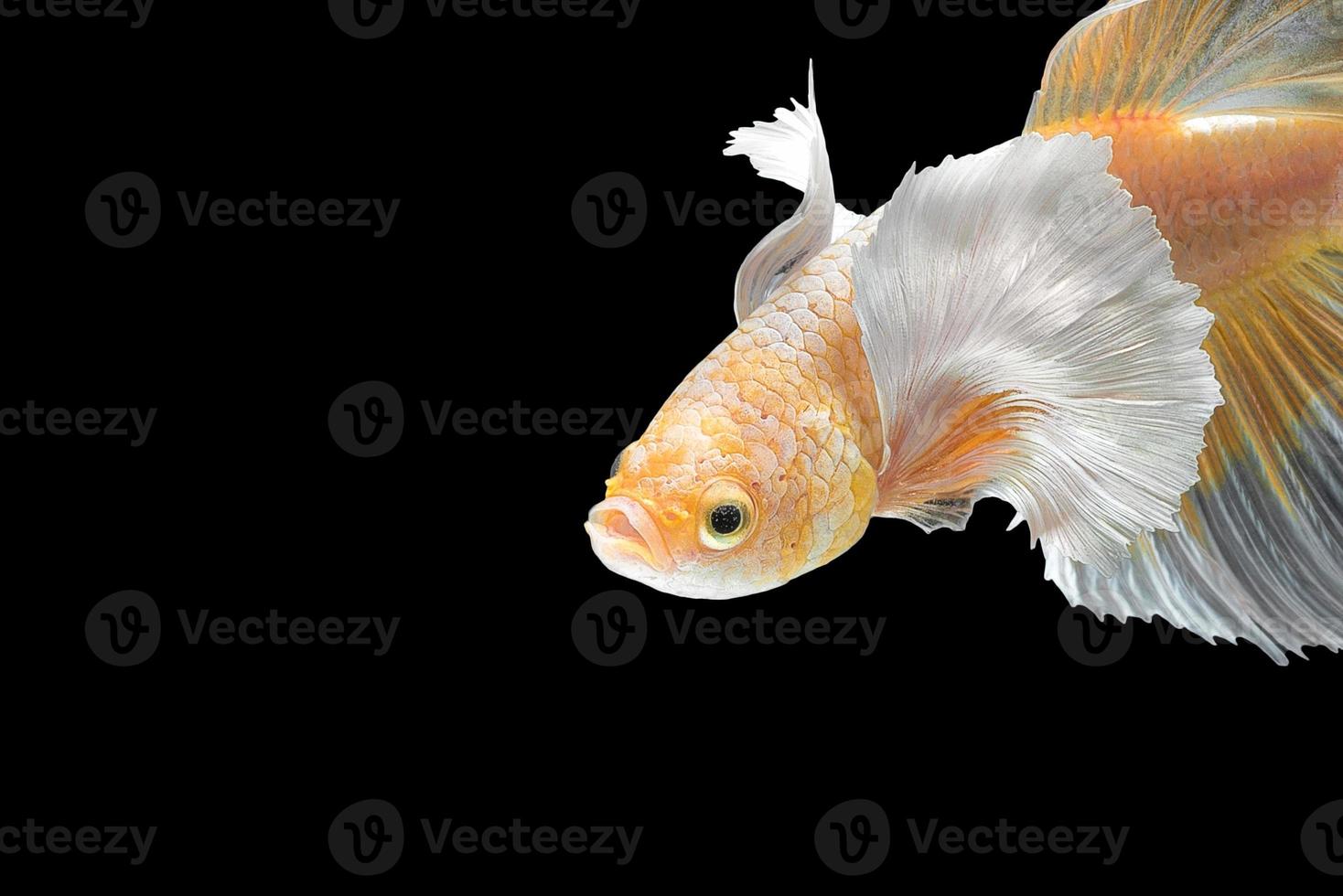 gros plan du mouvement artistique du poisson betta,poisson de combat siamois isolé sur fond noir avec espace de copie.concept de design fine art. photo