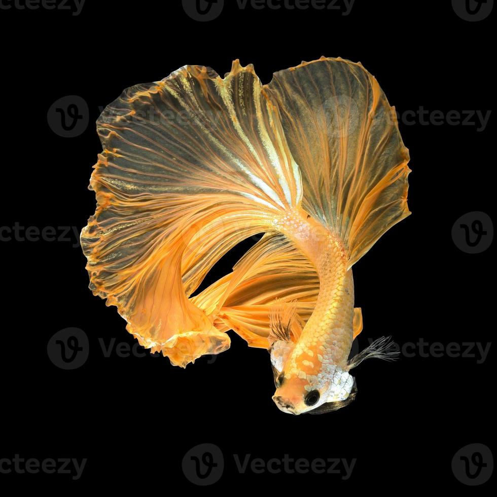 gros plan du mouvement artistique du poisson betta, poisson combattant siamois isolé sur fond noir. concept de design d'art. photo