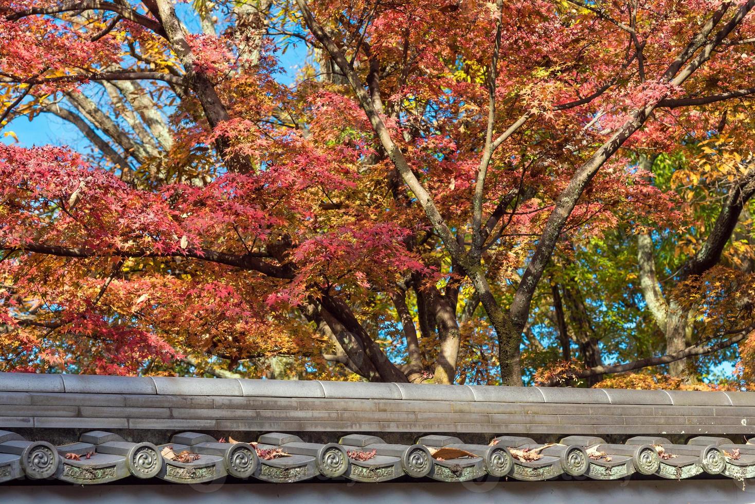 belles feuilles colorées de la nature avec toit traditionnel japonais en automne à kyoto au japon. un point de repère pour les touristes à kyoto, au japon. photo