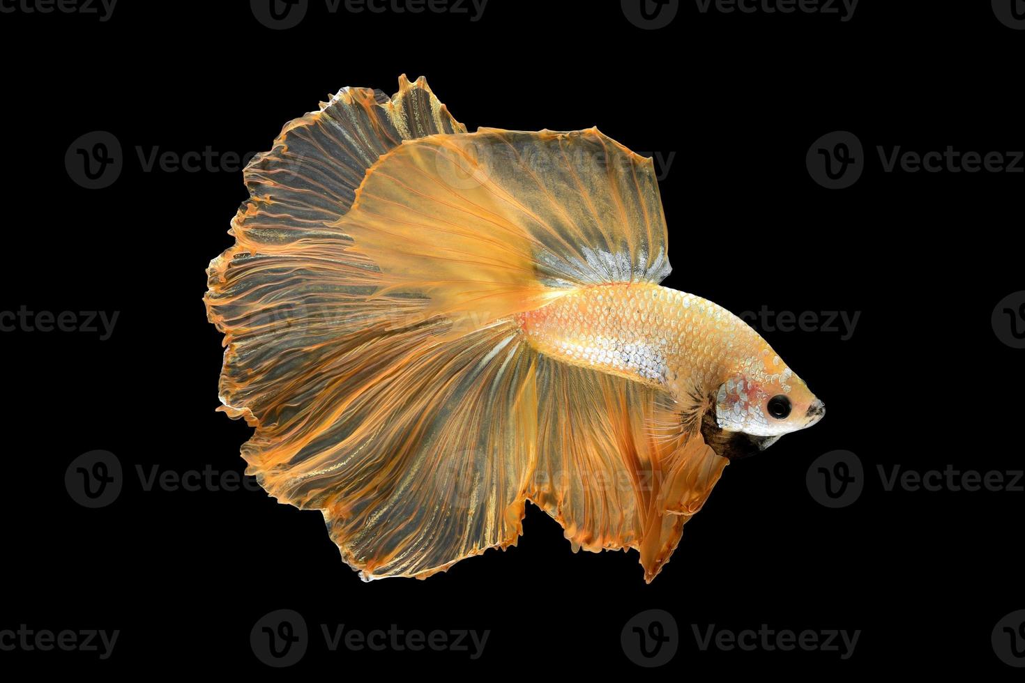 gros plan du mouvement artistique du poisson betta, poisson combattant siamois isolé sur fond noir. concept de design d'art. photo